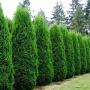 ARBORVITAE EMERALD #10