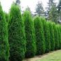 ARBORVITAE EMERALD #10