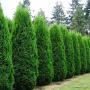 ARBORVITAE EMERALD #15