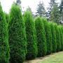 ARBORVITAE EMERALD #15