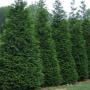 ARBORVITAE GREEN GIANT #15