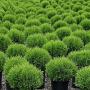 MONR ARBORVITAE HETZ MINI #5