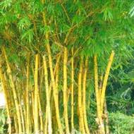 BAMBOO GOLDEN #15