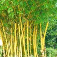 BAMBOO GOLDEN #5