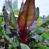 BANANA RED LEAVED #1