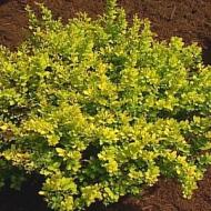 PRODUCT CATEGORIES - BARBERRY SUNSATION #2