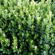 BOXWOOD ENGLISH TRUE DWARF #1