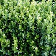 BOXWOOD ENGLISH TRUE DWF #2