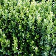 BOXWOOD ENGLISH TRUE DWF #3