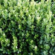 BOXWOOD ENGLISH TRUE DWARF #5