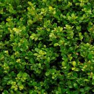 BOXWOOD GREEN BEAUTY #5