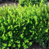 BOXWOOD WINTER GEM #1