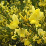 BROOM SCOTCH ALLGOLD #5