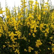 BROOM SPANISH #1