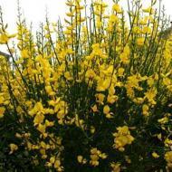 BROOM SPANISH #5