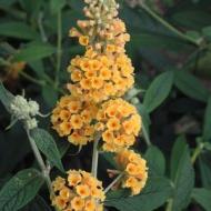 BUDDLEIA HONEYCOMB #5