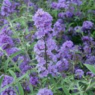 BUDDLEIA NANHO BLUE #1