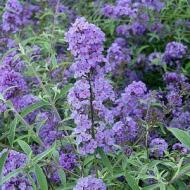 BUDDLEIA NANHO BLUE #3