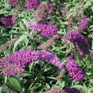 BUDDLEIA NANHO PURPLE #5