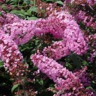 BUDDLEIA PINK CHARM #5