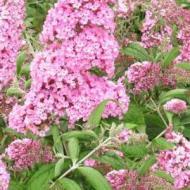 BUDDLEIA PINK DELIGHT #5