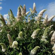 BUDDLEIA WHITE PROFUSIO #5