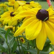 CONEFLOWER YELLOW #1