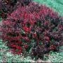 BARBERRY CRIMSON PYGMY #1