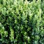 BOXWOOD ENGLISH TRUE DWF #1