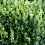 BOXWOOD ENGLISH TRUE DWF #2