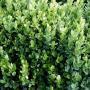 BOXWOOD ENGLISH TRUE DWF #3