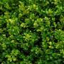 BOXWOOD GREEN BEAUTY #5