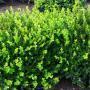 BOXWOOD WINTER GEM #15