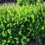 BOXWOOD WINTER GEM #5