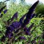 BUDDLEIA BLACK KNIGHT #1