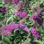 BUDDLEIA NANHO PURPLE #3