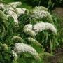 BUDDLEIA WHITE BOUQUET #5