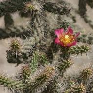 CACTUS CHOLLA TREE #5