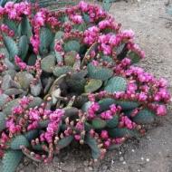 PRICKLY PEAR BEAVERTAIL #3