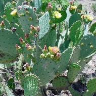 PRICKLY PEAR ENGELMANN #5