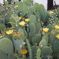 PRICKLY PEAR SPINELESS #3