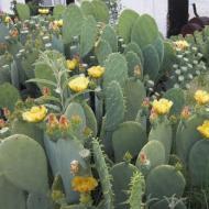 CACTUS PRICKLY PEAR SPINELESS #5