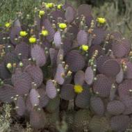 PRICKLY PEAR TUBAC #5