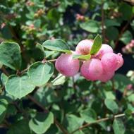 CORALBERRY HANCOCK #5