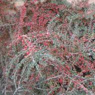 COTONEASTER GRAY #5