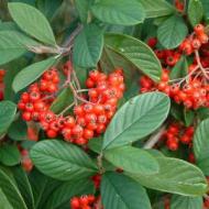 COTONEASTER PARNEY #1