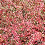 COTONEASTER ROCK HORIZONTALIS #5