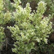 COYOTE BRUSH BACCHARIS STARN #1