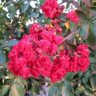 CRAPE MYRTLE ARAPAHO #15