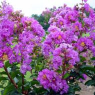 CRAPE MYRTLE CATAWBA #15